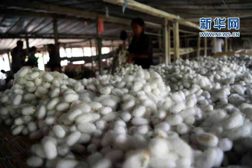 / #(農(nóng)業(yè))(1)山東“蠶桑之鄉(xiāng)”蠶繭豐收