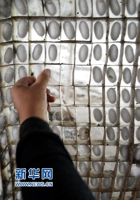 / #(農(nóng)業(yè))(2)山東“蠶桑之鄉(xiāng)”蠶繭豐收