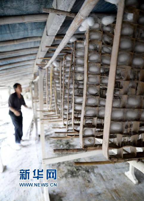 / #(農(nóng)業(yè))(3)山東“蠶桑之鄉(xiāng)”蠶繭豐收