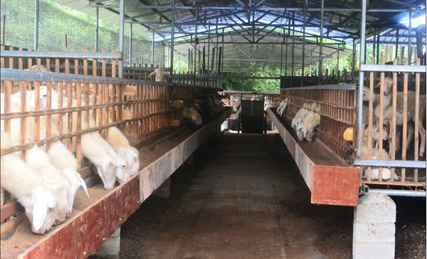 �Qɣ�C�������B(y��ng)ֳ