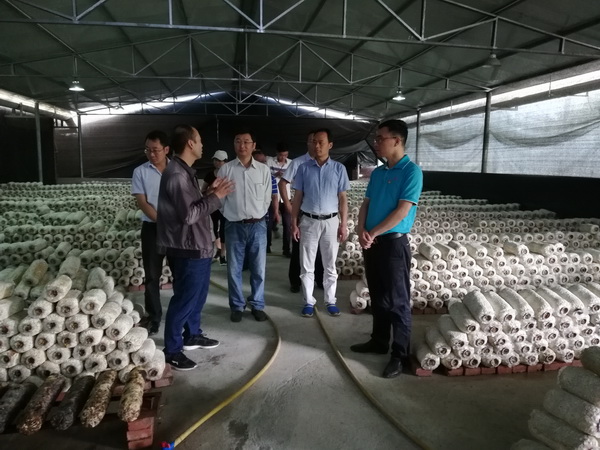 向考察團(tuán)介紹桑枝食用菌生產(chǎn)情況_調(diào)整大小.jpg