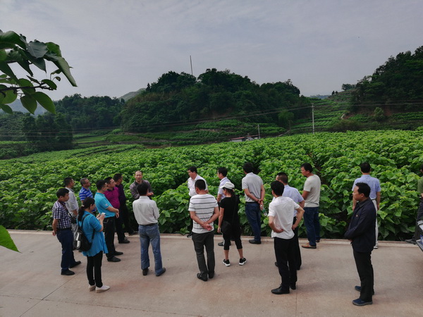 向考察團(tuán)介紹桑園基地建設(shè)情況_調(diào)整大小.jpg